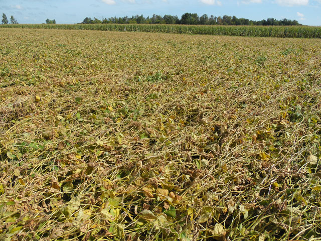 Heavily lodged soybean fields like this one in in Sanilac County, Michigan, will be a challenge to harvest this year. (Photo courtesy Mike Staton, Michigan State University Extension)